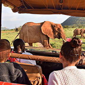 L’observation de la grande faune